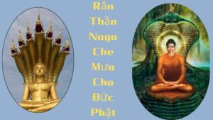 Rắn Thần Naga Che Mưa Cho Đức Phật